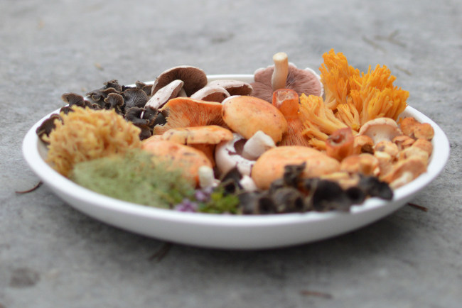 champignons sylvestres